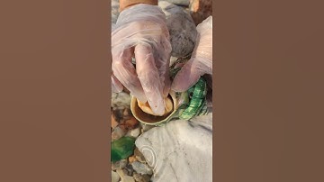 #pearl #seafood #hunting pearls #picking pearls