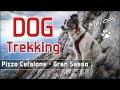 Dog Trekking al Gran Sasso - Melody affronta il Pizzo Cefalone 2533 metri