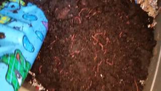 Vermicast harvesting and worm bin refill
