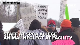 CNY SPCA faces staff walkout over alleged neglect and poor conditions