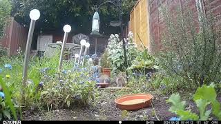 Squirrel (and some birds)  25th April 2024