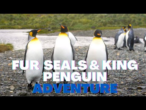 वीडियो: पेट स्कूप: खोजकर्ता ऑस्ट्रेलिया में हजारों पेंगुइन, सील गोट बोट-होपिंग का पता लगाएं