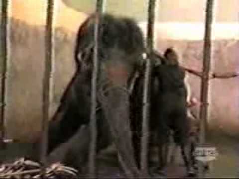 When Good Pets Go Bad - Elephant Goes Nuts!