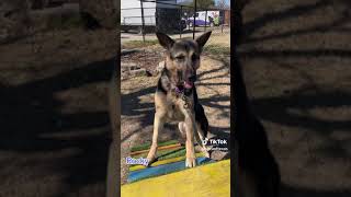 The German Shepherds in our Care by SPCA of Texas 136 views 2 months ago 1 minute, 6 seconds