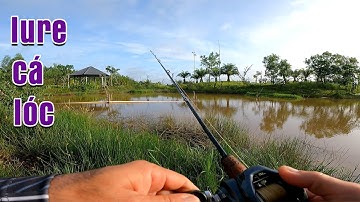 Câu Lure Cá Lóc ● Lure Cá Lóc Đầu Mùa Mưa Quanh Sân Golf ⛳️ Tân Mỹ Và Cái Kết | Tâm Râu Vlog #137