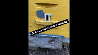 Пчёлы уничтожили мышку