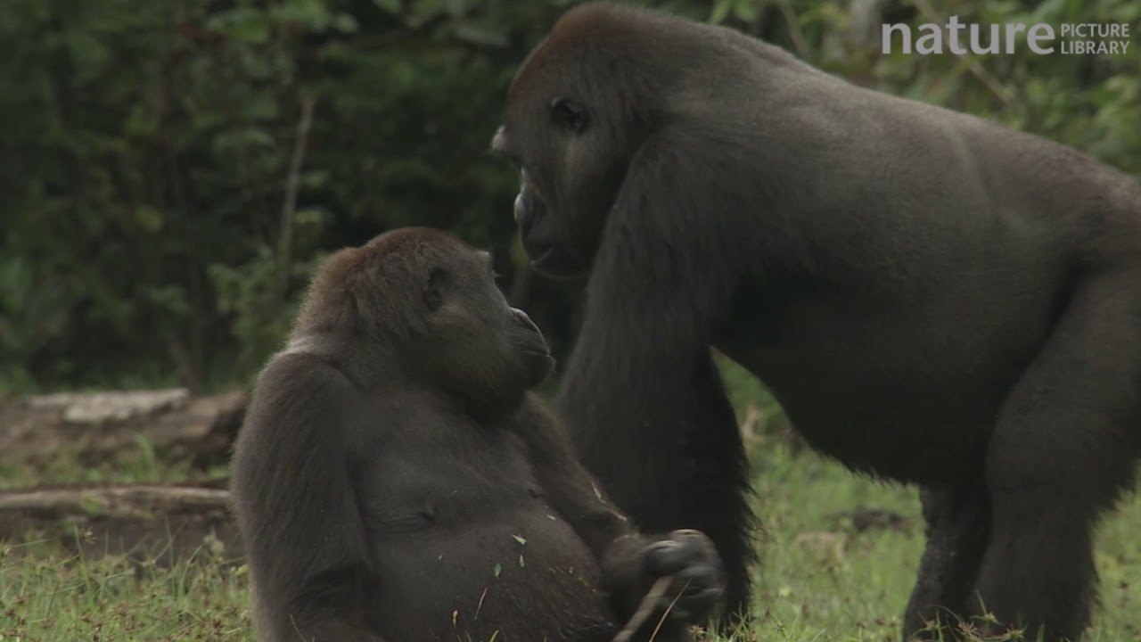 footage of chernobyl Female Western lowland gorilla feeding with blackback in forest bai, Odzala-Kokoua National Park, Re