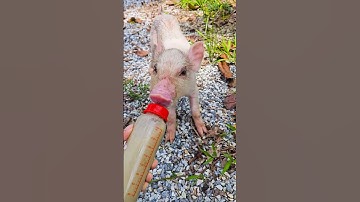 con heo đất , chú vịt con, con lợn éc, con cào cào , chú lợn dễ thương #cute
