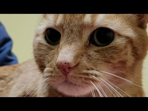 Video: „Pet Scoop“: „Marine“prarastas katinas, kuris bus skrendamas namuose, šimtai garbės kritusių policija K9
