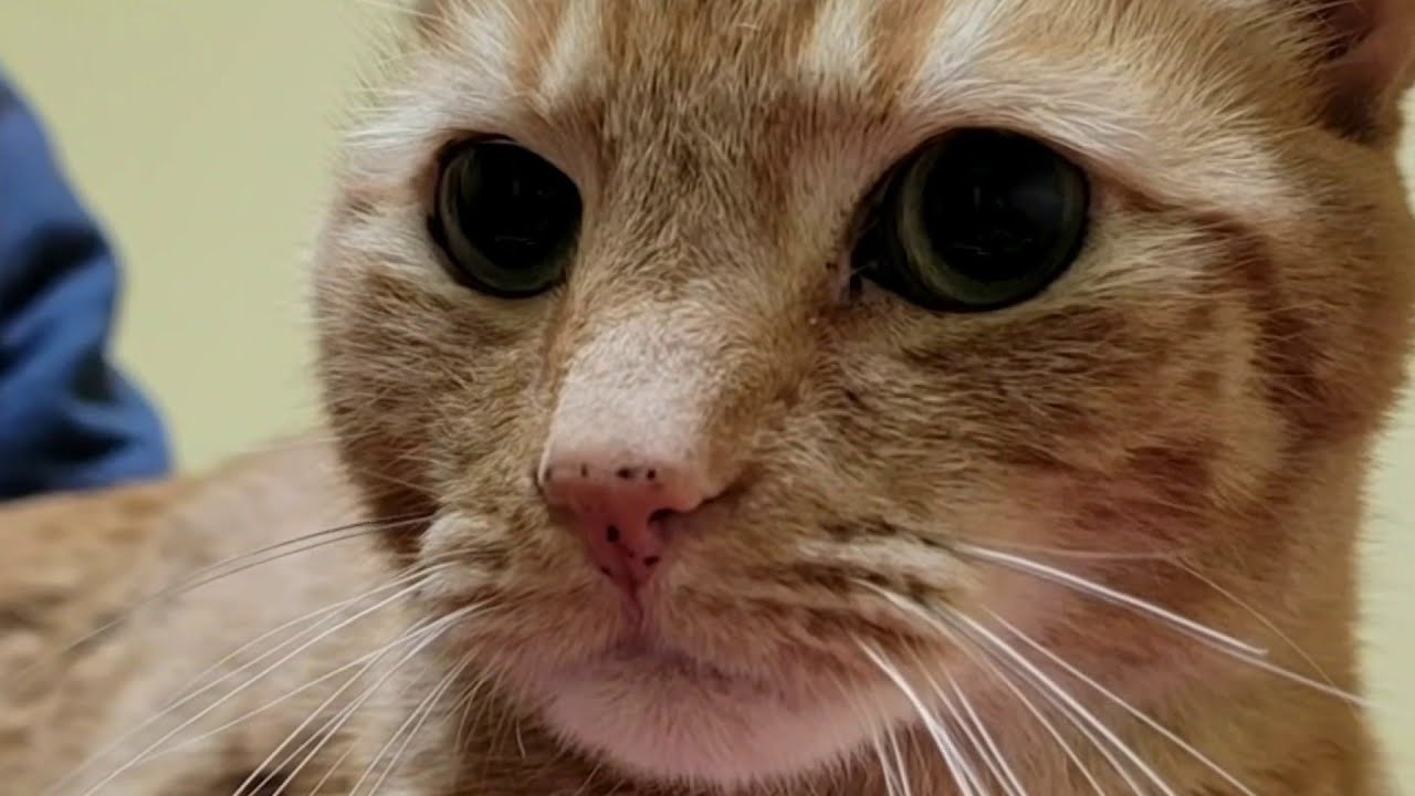 Missing cat found 1,400 miles from Florida home, police say - YouTube