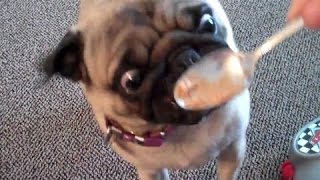 Funny Dogs Eating Peanut Butter Compilation 2013