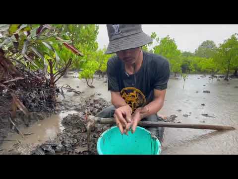 Harvesting Mud Crab at Mangrove Forest...#mudcrab #fishing #fishinglife #fishingtrip