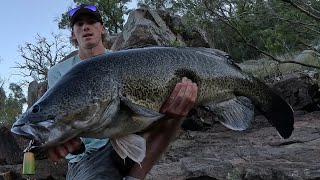 Metre Murray cod off the surface. (Murray cod fishing Australia)