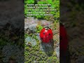 Uma das espécies bonitas da natureza #viral#shorts #natureza #foryou