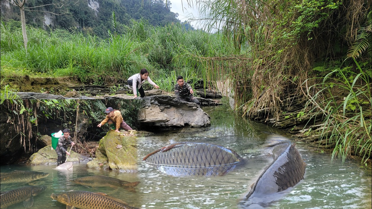 Meet many types of giant fish in the upstream puddles. The girl caught ...