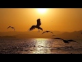 Ezio Bosso - Following a bird - (HD scenic)