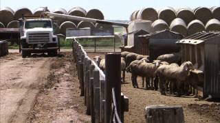 Alfalfa Harvest - America's Heartland