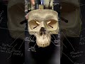 #humanskull #skeletalsystem #bones #neet #mbbs #nursing #anatomy #physiology #subscribe #like