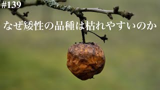 【#139】果樹，なぜ木を小さくすると枯れるのか？矮性の台木品種のデメリットだけを考えた．【矮性台木，接ぎ木のデメリット】