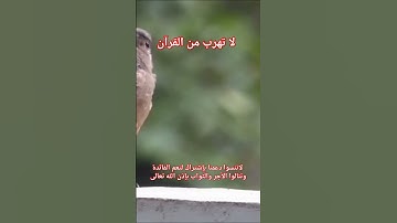 أواخر سورة الأنبياء. The end of Surat Al-Anbiya
