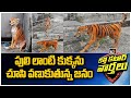 Stray dog found painted to look like Tiger
