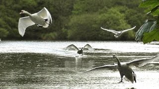 Swans Running on Water - Birds Flying in Slow Motion