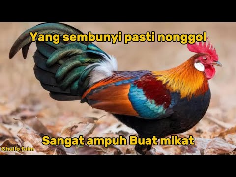 JERNIH No 1 !!! suara pikat ayam hutan jantan terbaik 2025