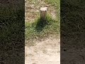 #এমনটাও হতে পারে?#short