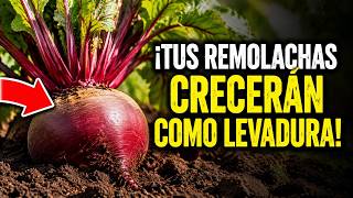 ¡Tus Remolachas Crecerán Como Levadura! El Secreto De Los Jardineros Revelado
