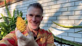 Growing Yellow Dragonfruit How Much Fiber Is In A Yellow Dragon Fruit