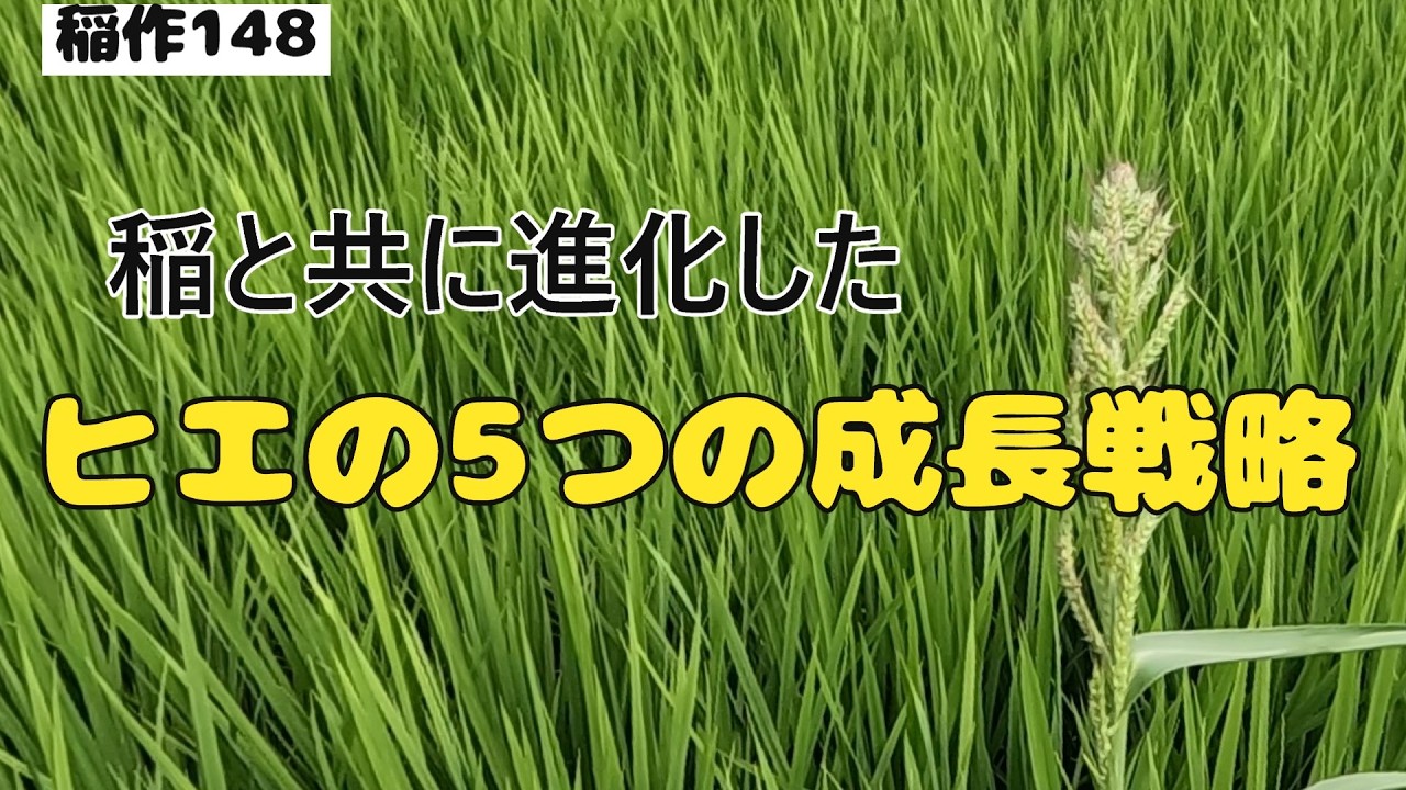 イナ作の基本技術 Amazon | イシナダ釣工業(ISHINADA) (Ishinada) R-05 仕掛作り用