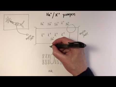 Video: Hvorfor er natriumkaliumpumpen aktiv transport?