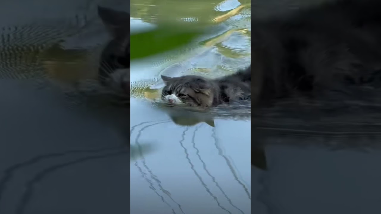 The cute Cat swim? 