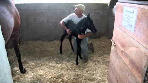 Como nasce o cavalo tordilho?
