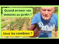 Quand faut-il arroser ses tomates au jardin ?