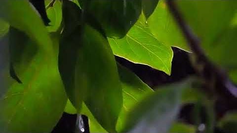 سورة الكهف بصوت الشيخ ياسر الدوسري مع صوت المطر والرعد 😍