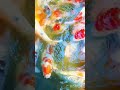 Animal #koi #seotutorial #fish #seotips #sharkfeeding #fishing #seo #koifish #keywordresearch #carp