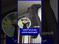 قبل طرحه في المزاد..  عرض فستان "الانتقام"  الشهير للأميرة ديانا بلندن