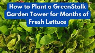 How to Plant a GreenStalk   Garden Tower for Months of Fresh Lettuce