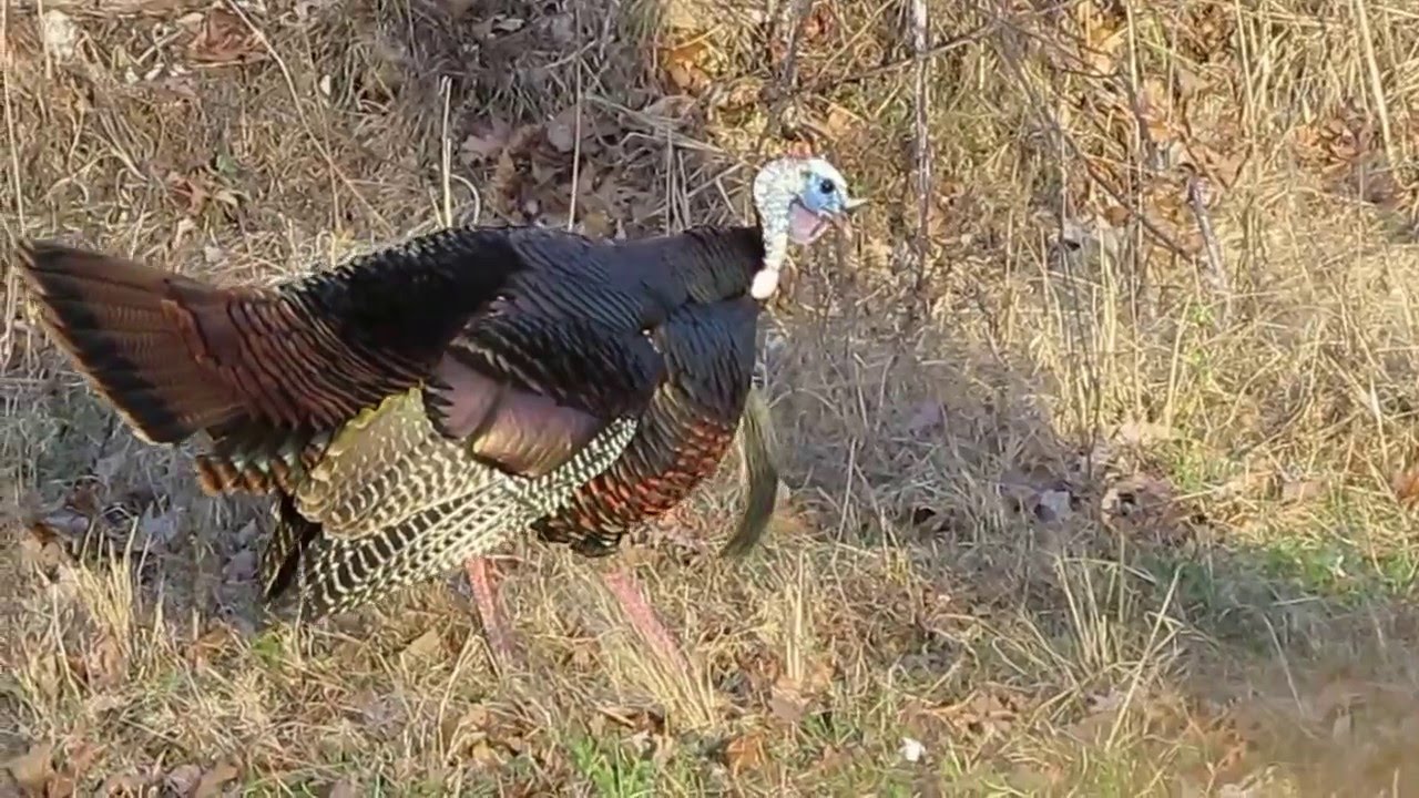 Wild Turkey Fight YouTube