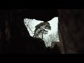 Capture de la vidéo Mammal Hands – Gift From The Trees: A Short Film