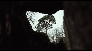 Mammal Hands – Gift from the Trees: A Short Film