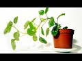 Cómo cuidar la planta del dinero o plectranthus - Bricomanía - @Jardinatis