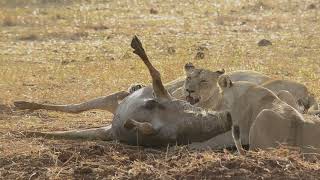 "An Oblivious Wildebeest Walks Straight into Lions"