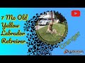7mo Yellow Lab (Granger) | Best Lab Obedience Training | Wilmington Delaware Dog Trainers 7mo Yellow Lab (Granger) | Best Lab Obedience Training | Wilmington Delaware Dog Trainers