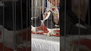 Best Quality Pigeon Siraji Lahore Pigeon