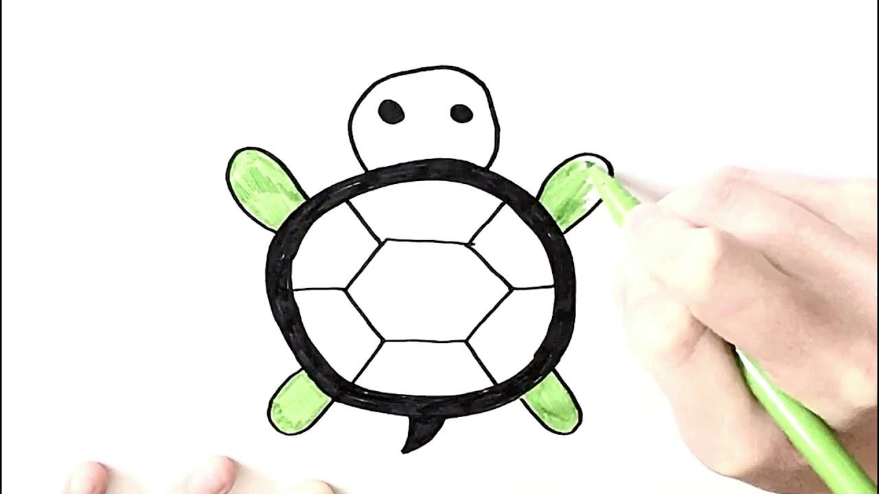 HOW TO DRAW A TORTOISE