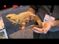 Buy High Quality Bearded Dragons  - For Sale With Same Day Shipping