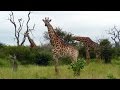 South africa giraffes kruger national park.