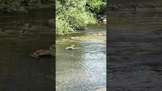 Ducks in Sheboygan Falls swimming in the Sheboygan River in Sheboygan County
